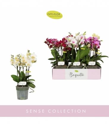 Phalaenopsis