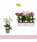 Phalaenopsis
