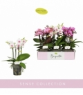 Phalaenopsis