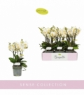 Phalaenopsis