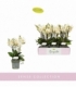 Phalaenopsis