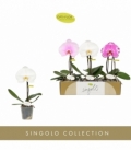 Phalaenopsis