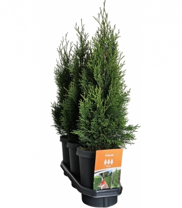 Thuja
