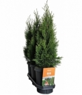 Thuja
