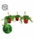 Pilea