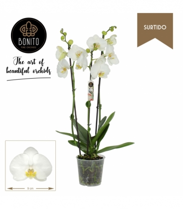 Phalaenopsis
