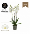 Phalaenopsis