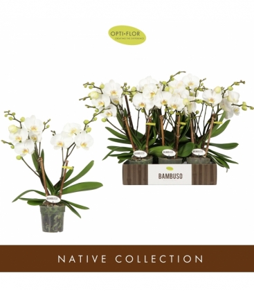 Phalaenopsis