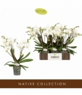 Phalaenopsis