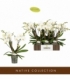 Phalaenopsis