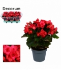 Begonia