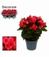 Begonia