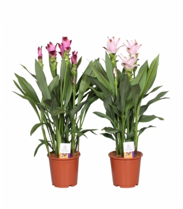 Curcuma