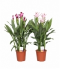 Curcuma