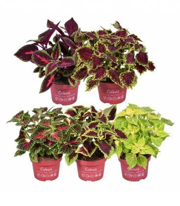Coleus