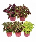 Coleus