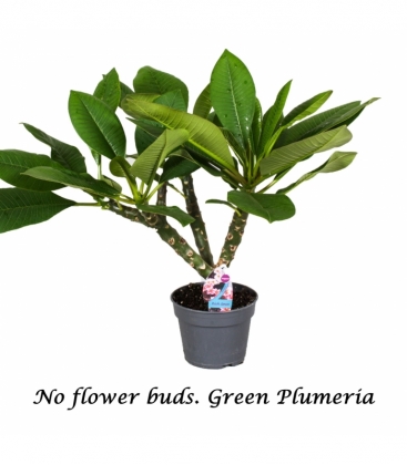 Plumeria