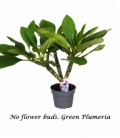Plumeria