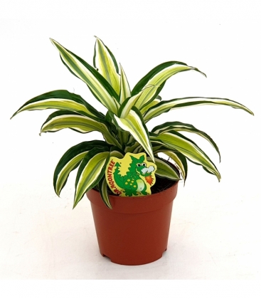 Dracaena