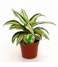 Dracaena