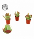 Kalanchoe