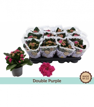 Kalanchoe