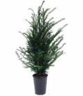 Taxus