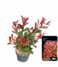 Photinia