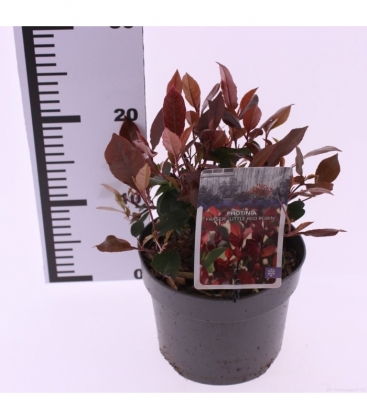 Photinia