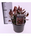 Photinia