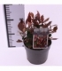 Photinia