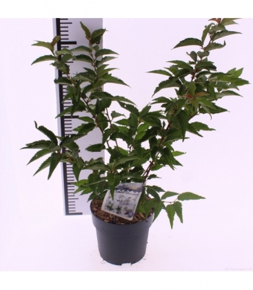 Prunus