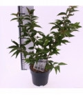 Prunus