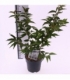 Prunus