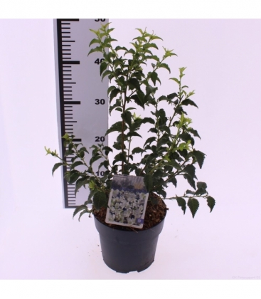 Prunus
