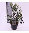 Prunus