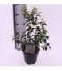 Prunus