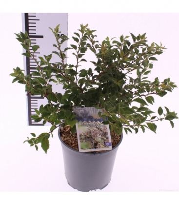 Prunus