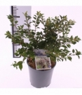 Prunus