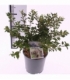 Prunus