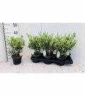 Olea