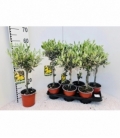 Olea