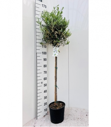 Olea