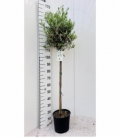 Olea