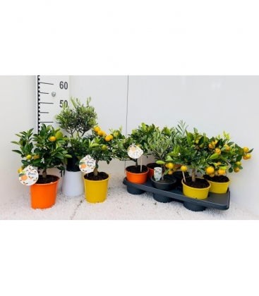 Citrus