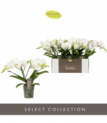 Phalaenopsis