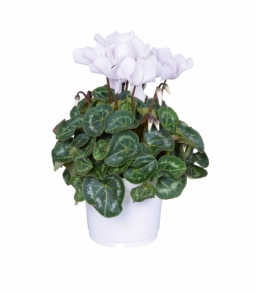 Cyclamen