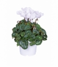 Cyclamen