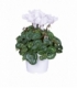 Cyclamen
