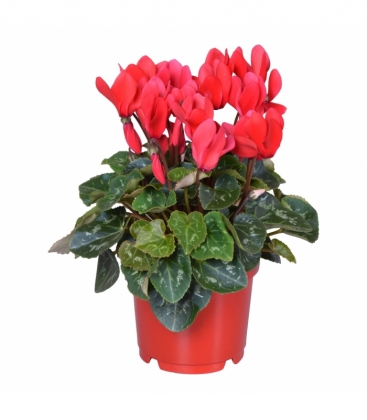 Cyclamen